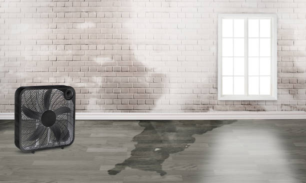 Best Water damage restoration experts  in Eagle Point, AL